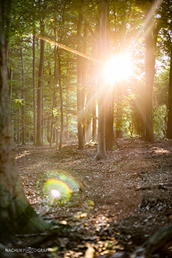 Ruhestätte Wald, Carsten Nachlik